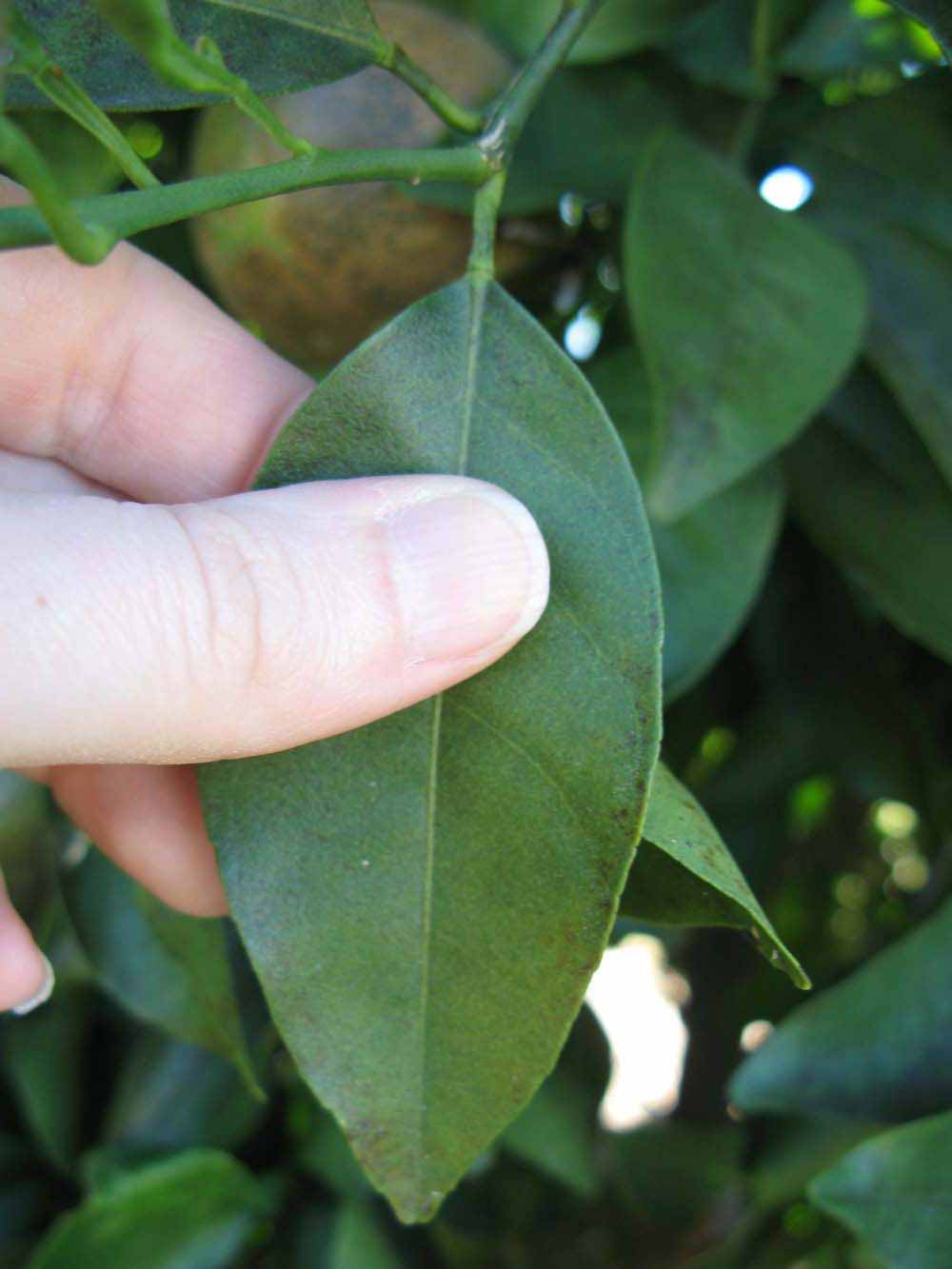              Unifoliolate leaf (Winter Haven, FL)       